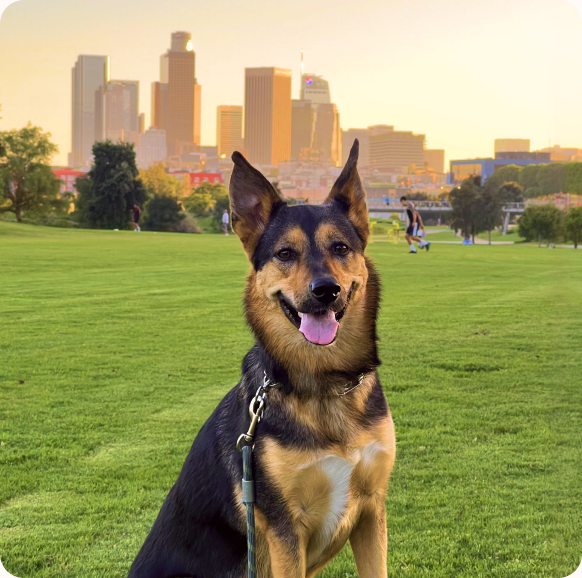 Covee, a German Shepherd, sitting in a park with a city skyline behind her